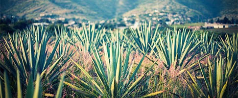 Agave / Maguey (mezcal)